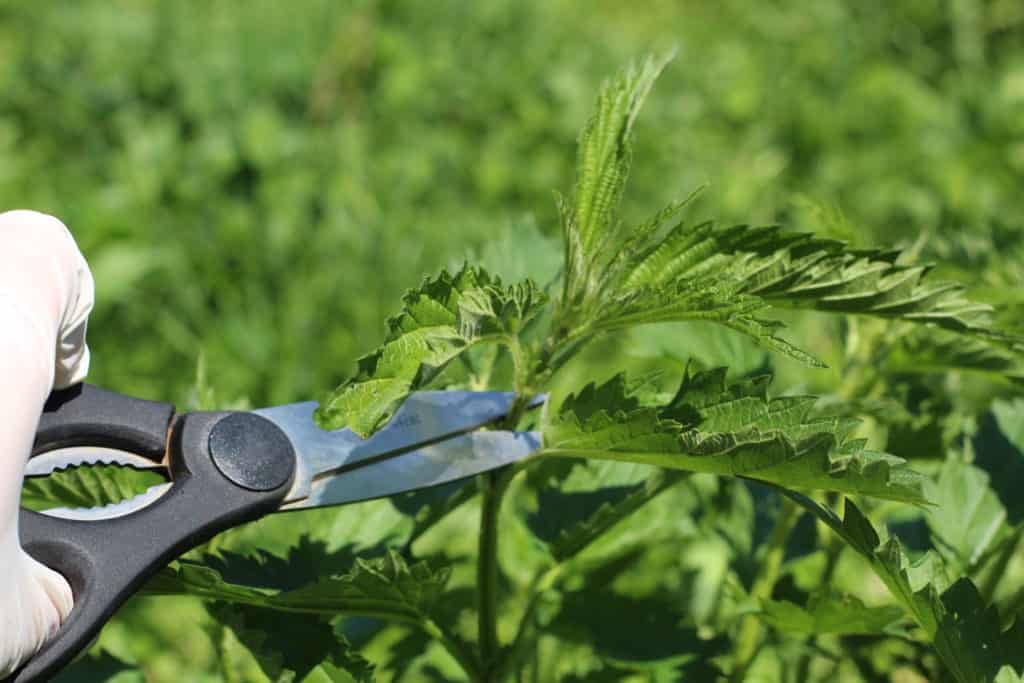 how to harvest nettles with scissors and gloves