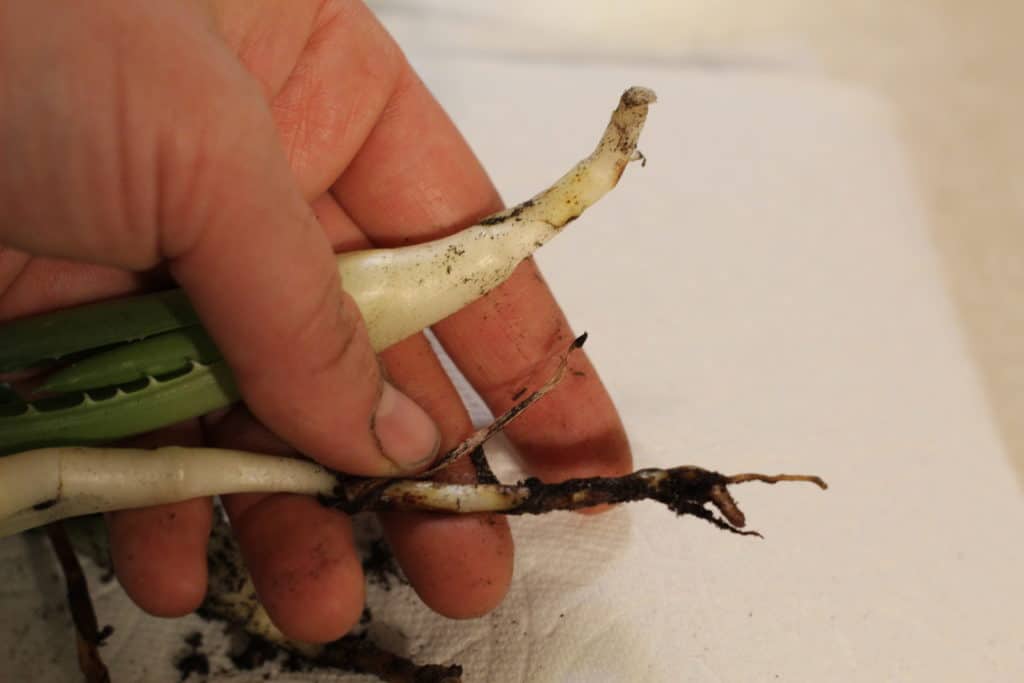 How to Transplant Aloe Babies - Rough & Tumble Farmhouse