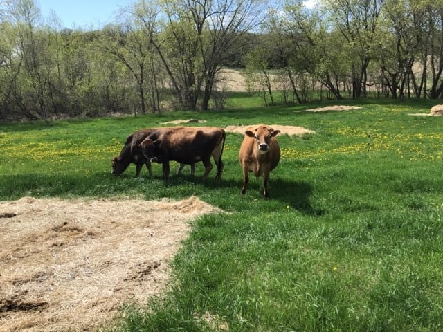 cow on pasture rough and tumble farmhouse