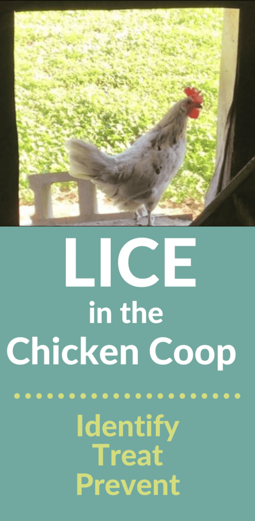 Treating Lice in the chicken coop