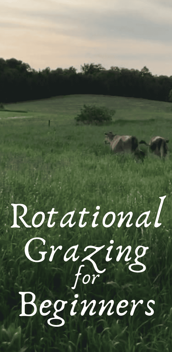 Rotational Grazing For Beginners