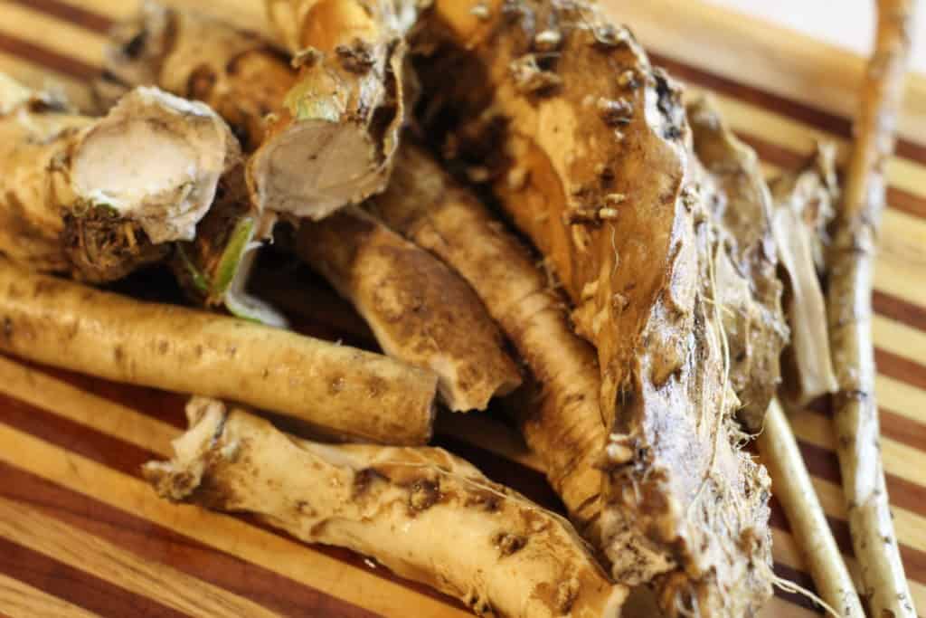 horseradish root