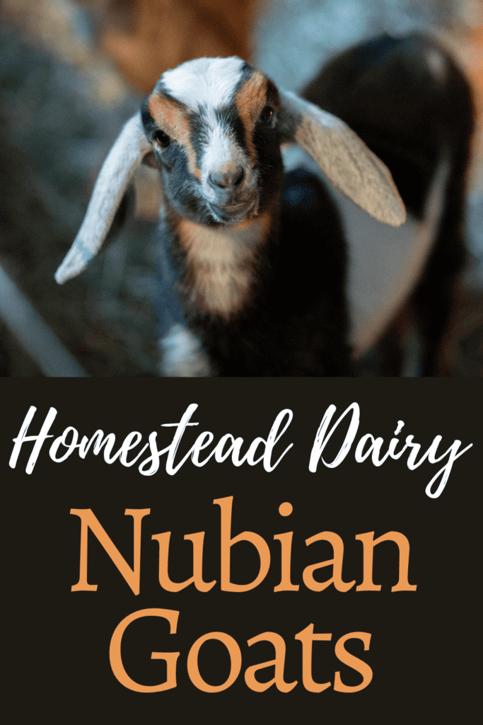 All about Nubian Goats- Rough and Tumble Farmhouse