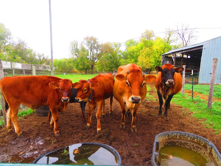 Signs a Cow is in Heat