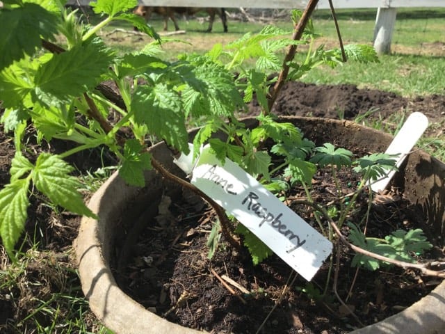 Plant a Raspberry Patch