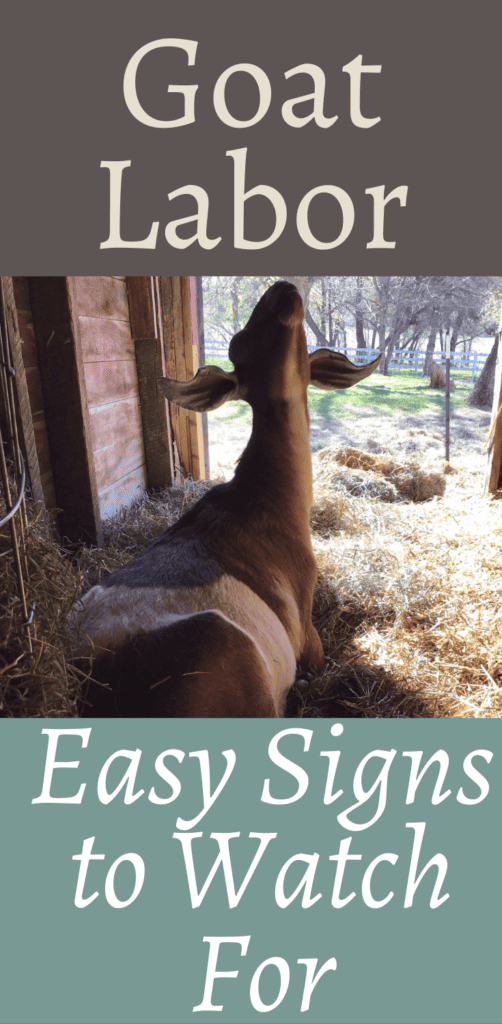 Easy Signs of Goat Labor Pinterest Rough and Tumble Farmhouse