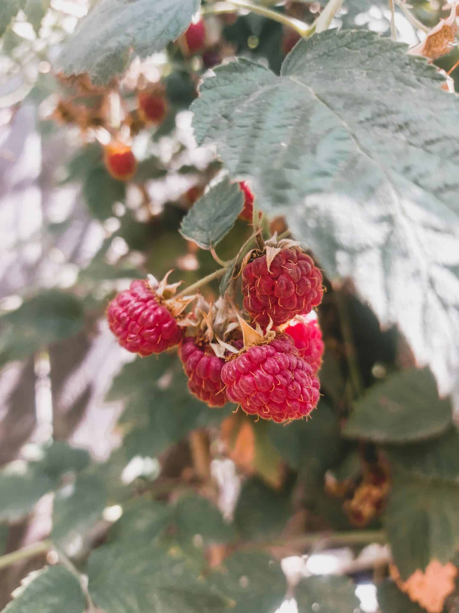 How to Plant a Raspberry Patch at Home