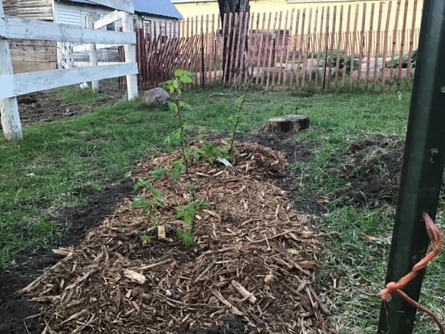 mulched raspberry patch rough and tumble farmhouse