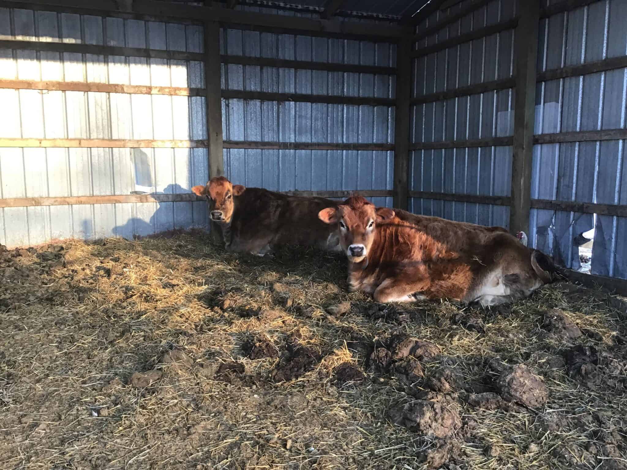 Haltering Cows DIY Weaning Halter for Calves