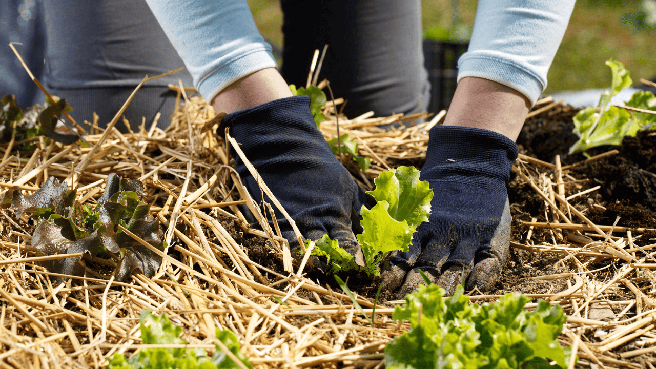 Ruth Stout Gardening Method