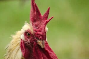 Can You Eat Roosters?