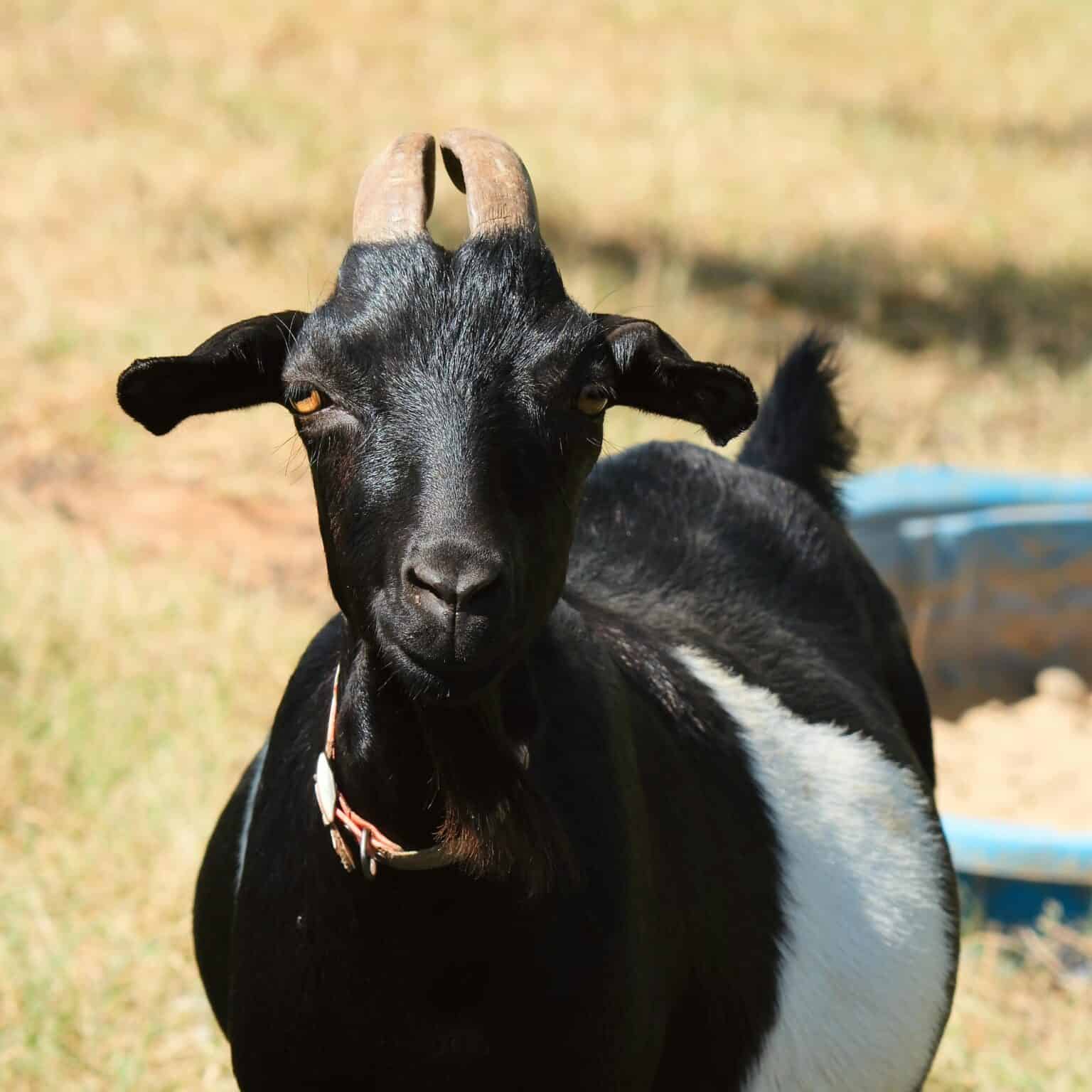 Ruff Goat What Are Mini Nubian Dairy Goats?