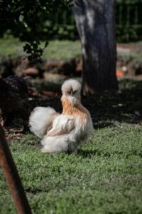Can You Eat Roosters?