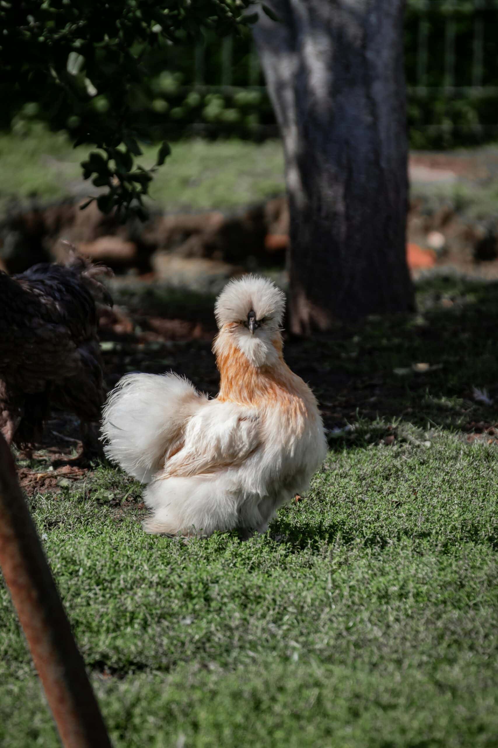 How Much do Silkie Chickens Cost?