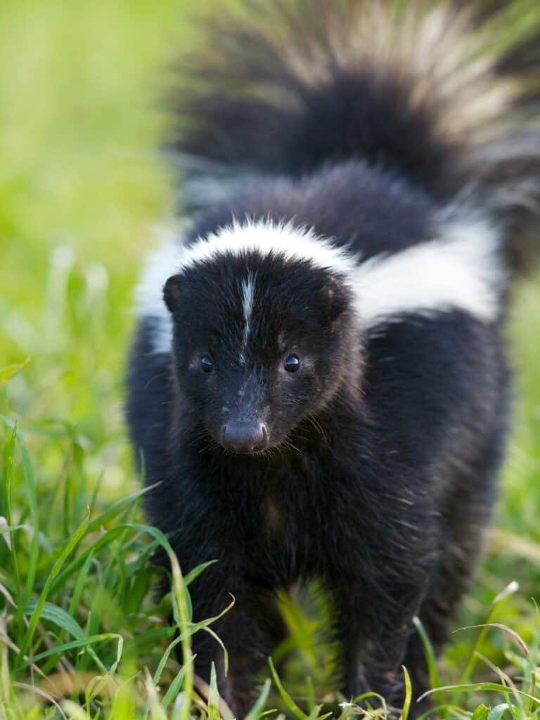 close up photo of a black and white striped skunk looking right at the camera