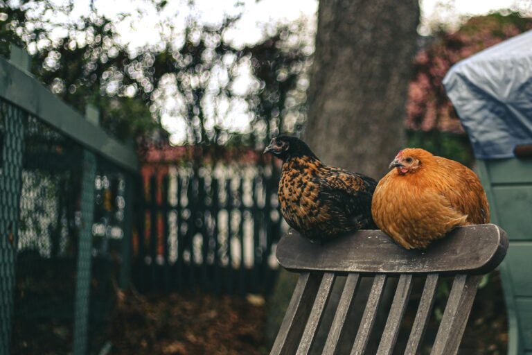 chickens sitting on the back of a wooden chair rough and tumble farmhouse