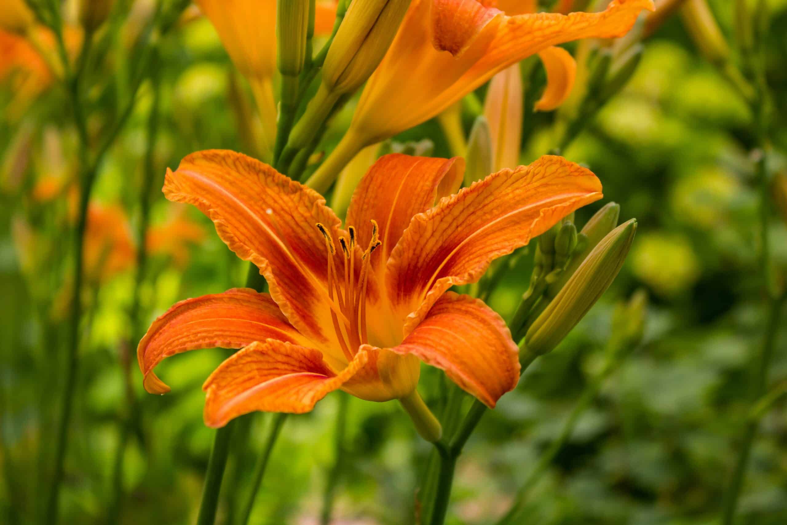close up of an orange and yellow daylily
