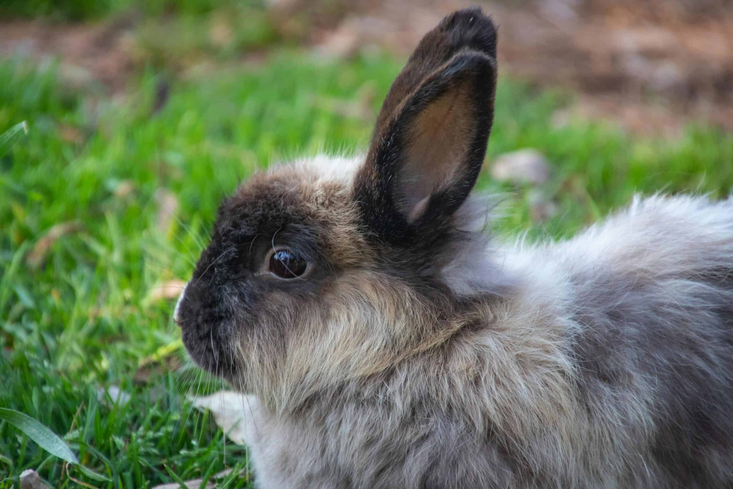 lionhead rabbit, gray with dark points