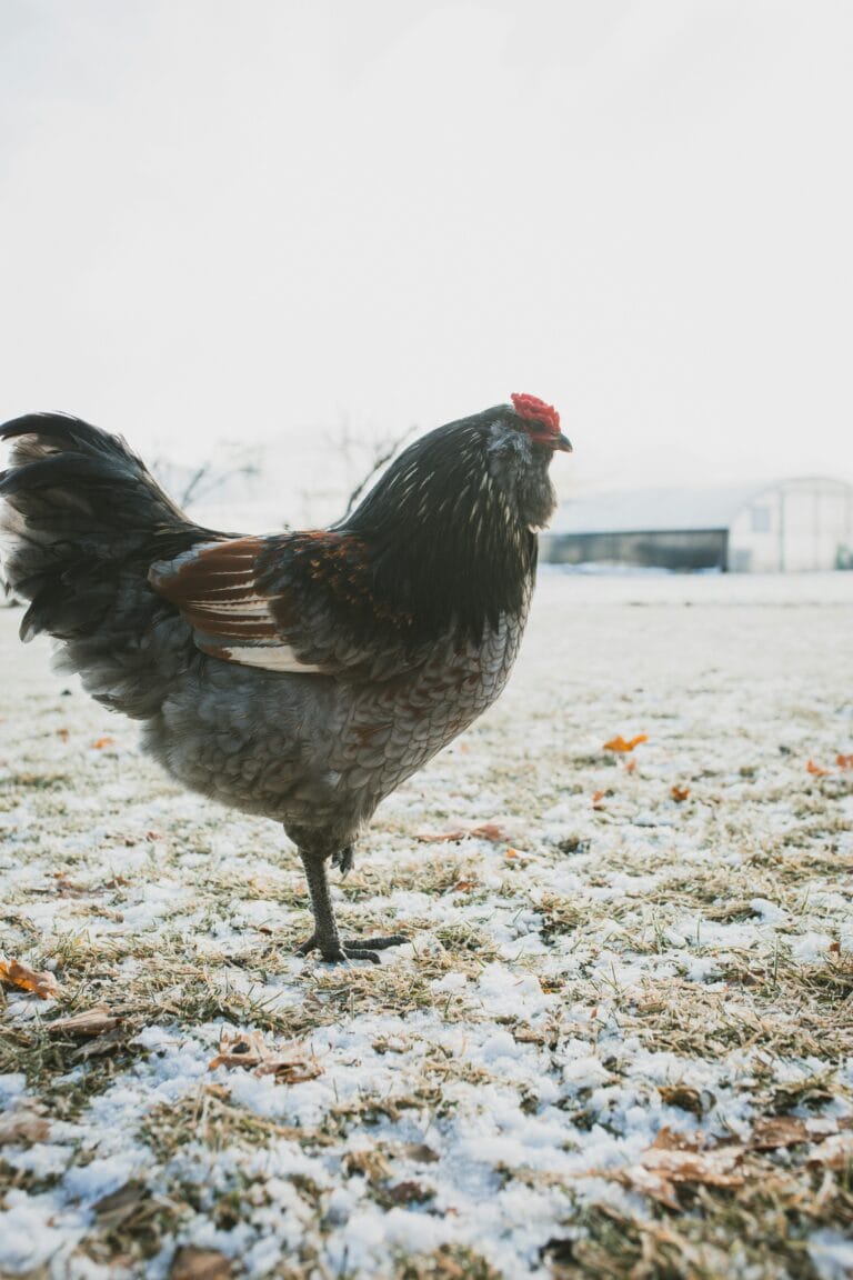 brown and silver chicken standing on grass that has been powdered with snow