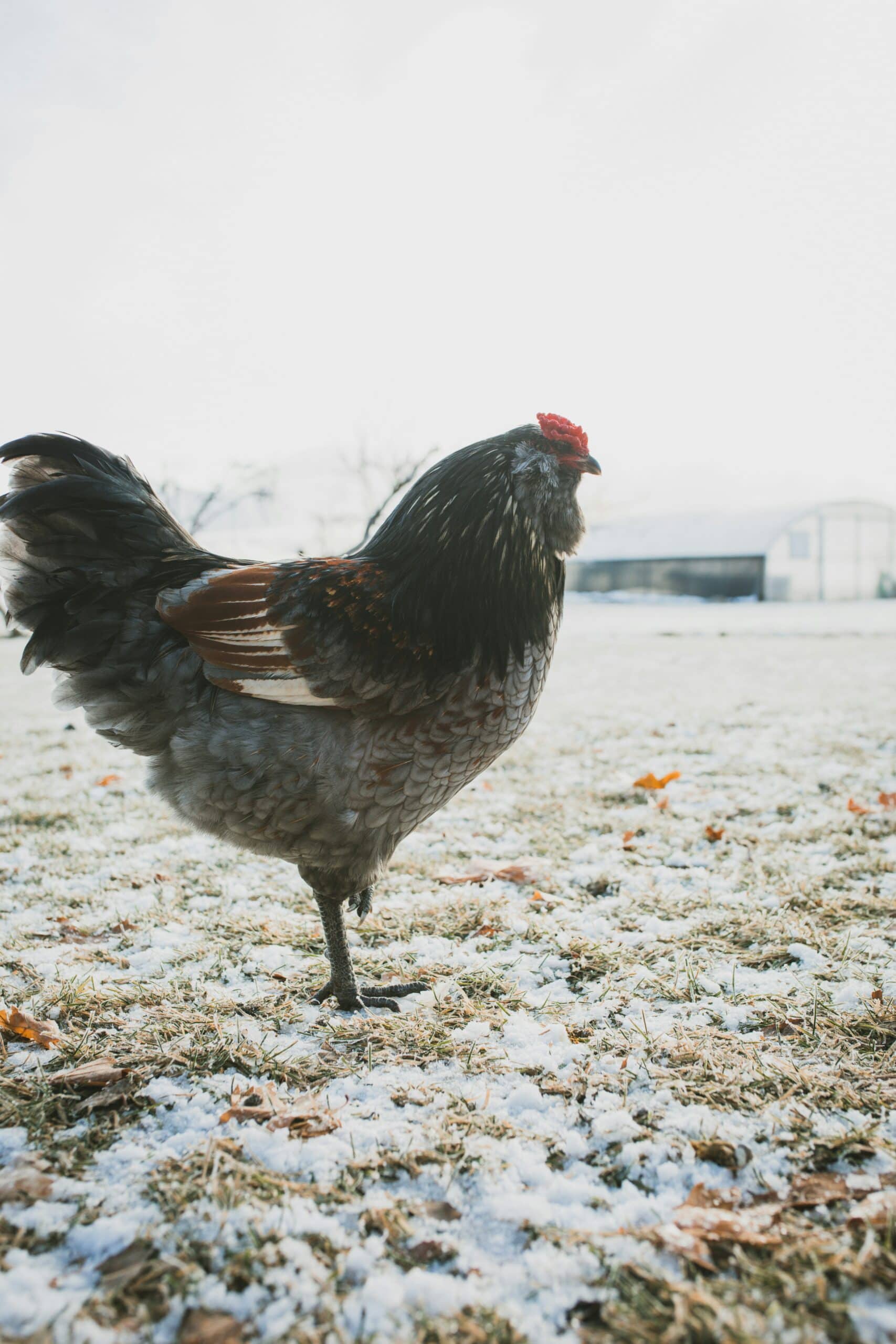 brown and silver chicken standing on grass that has been powdered with snow