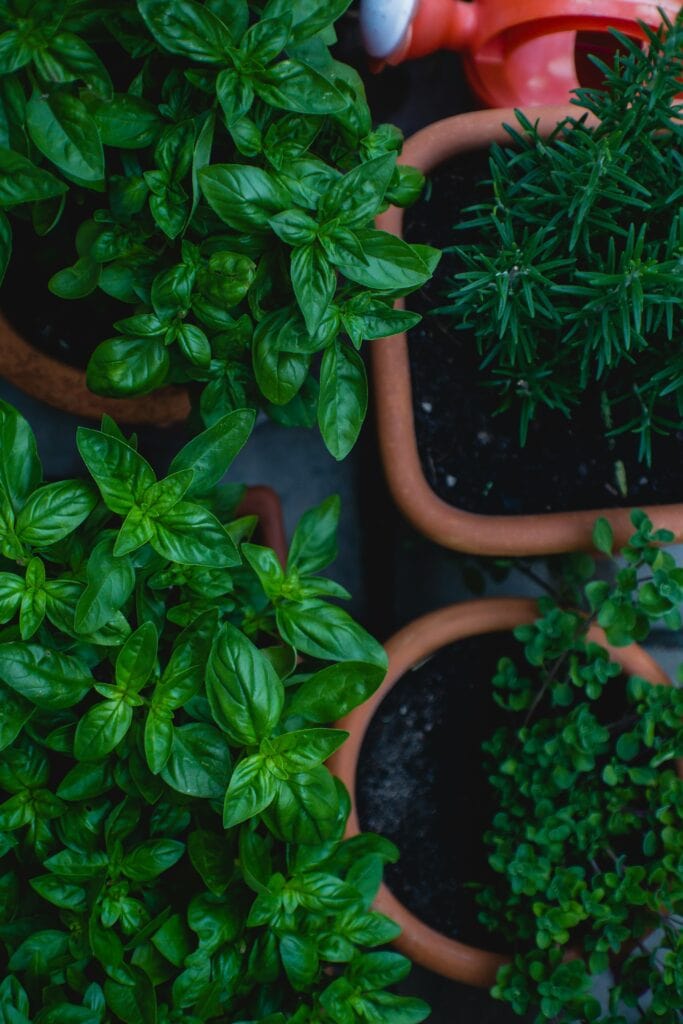 four herb pots in an aerial view. two with basil, one with rosemary, the other with oregano
