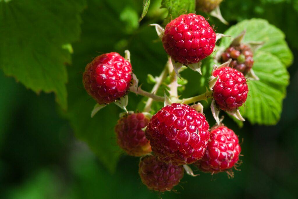  red raspberries close up