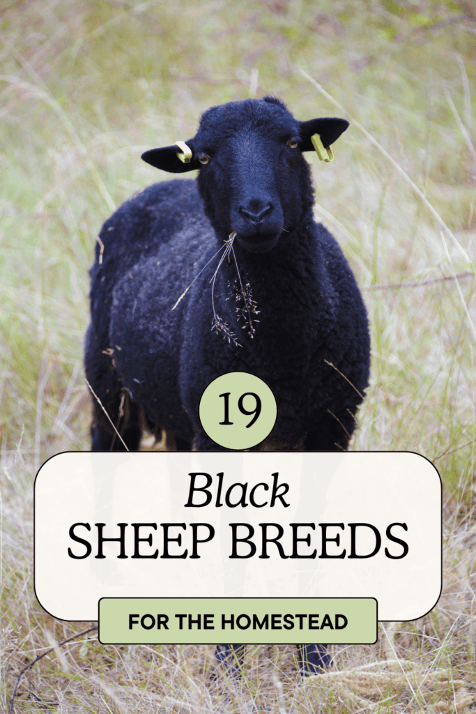 black sheep looking straight forward with text 19 black sheep breeds for homesteads