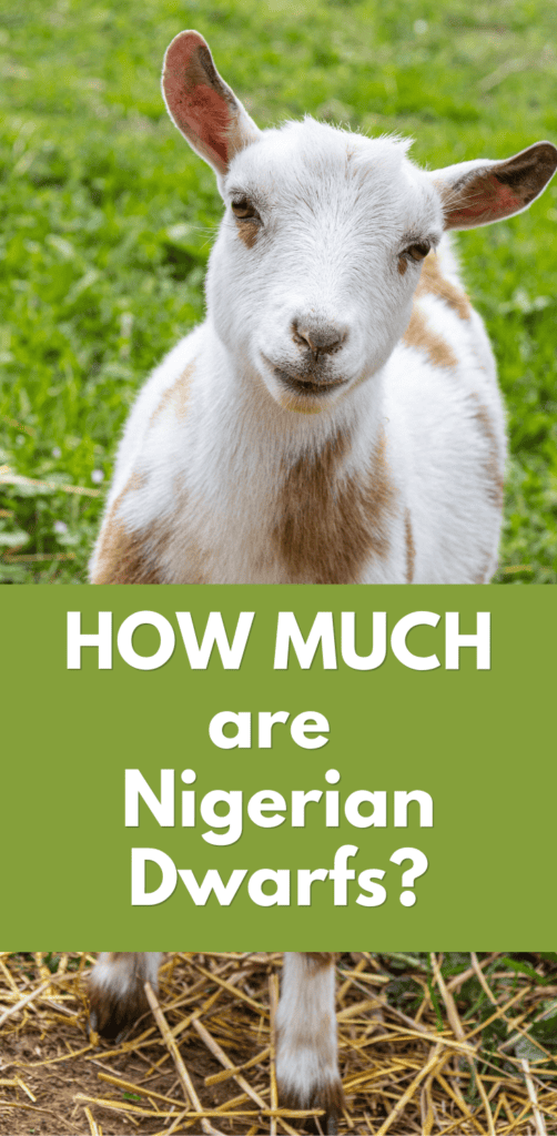 white and tan nigerian dwarf goat behind the words how much are nigerian dwarf goats