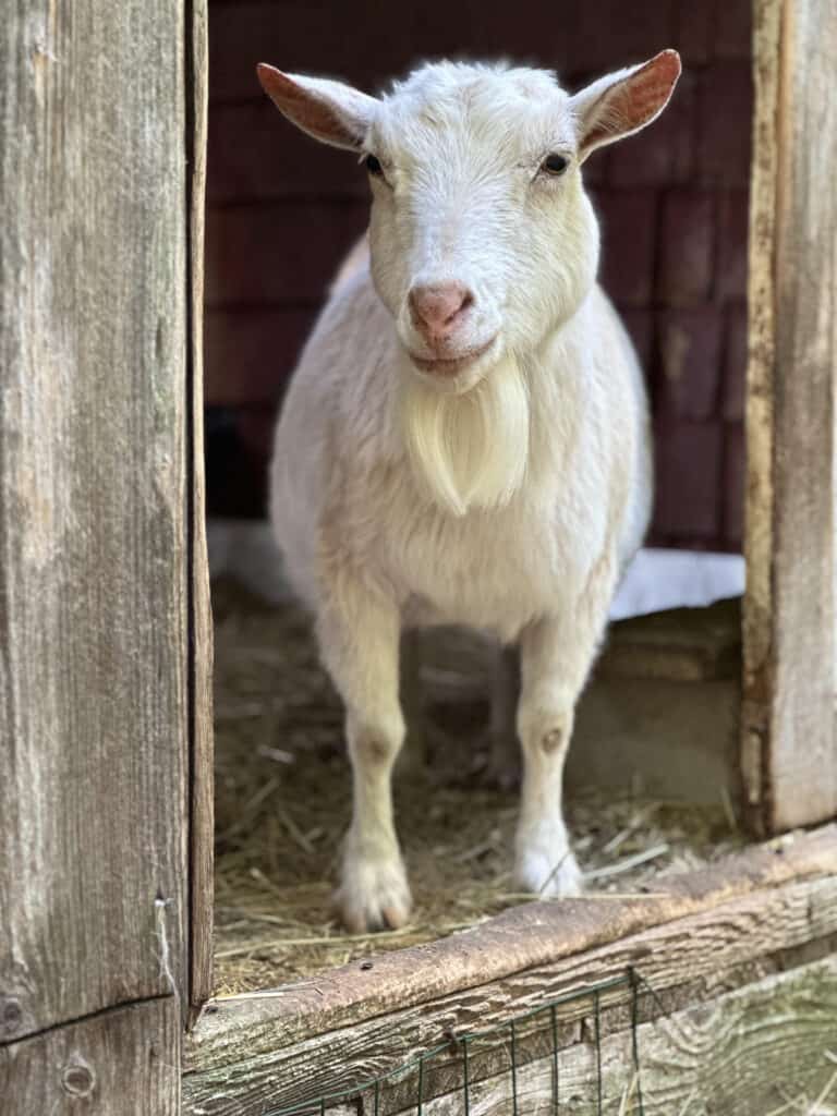 white nigerian dwarf goat standing in a doorway