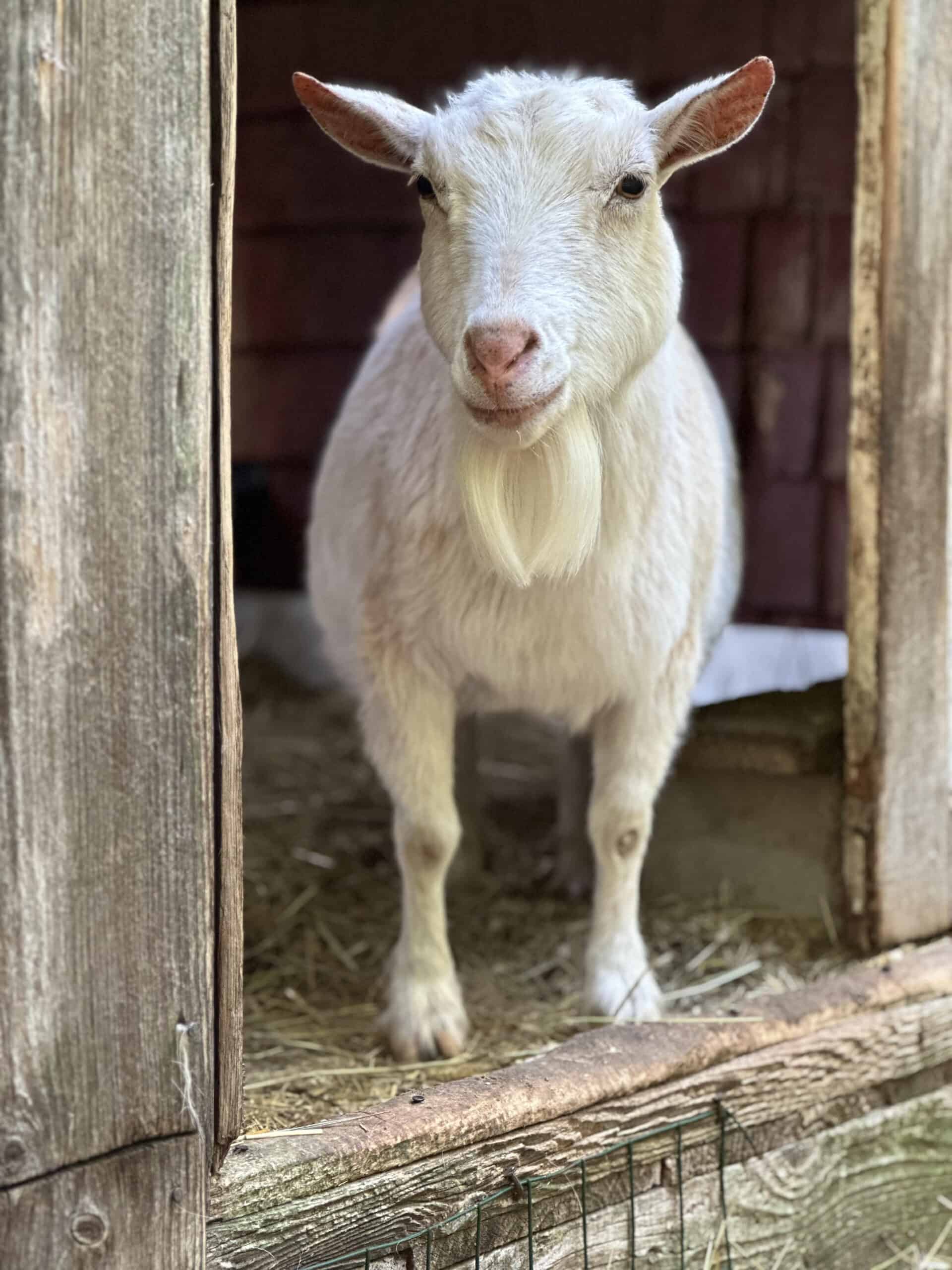 white nigerian dwarf goat standing in a doorway