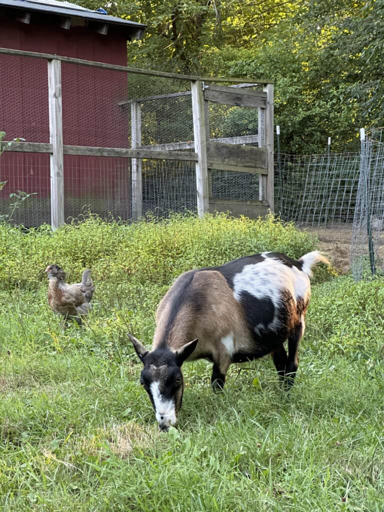 brown and white nigerian dwarf goat grazing