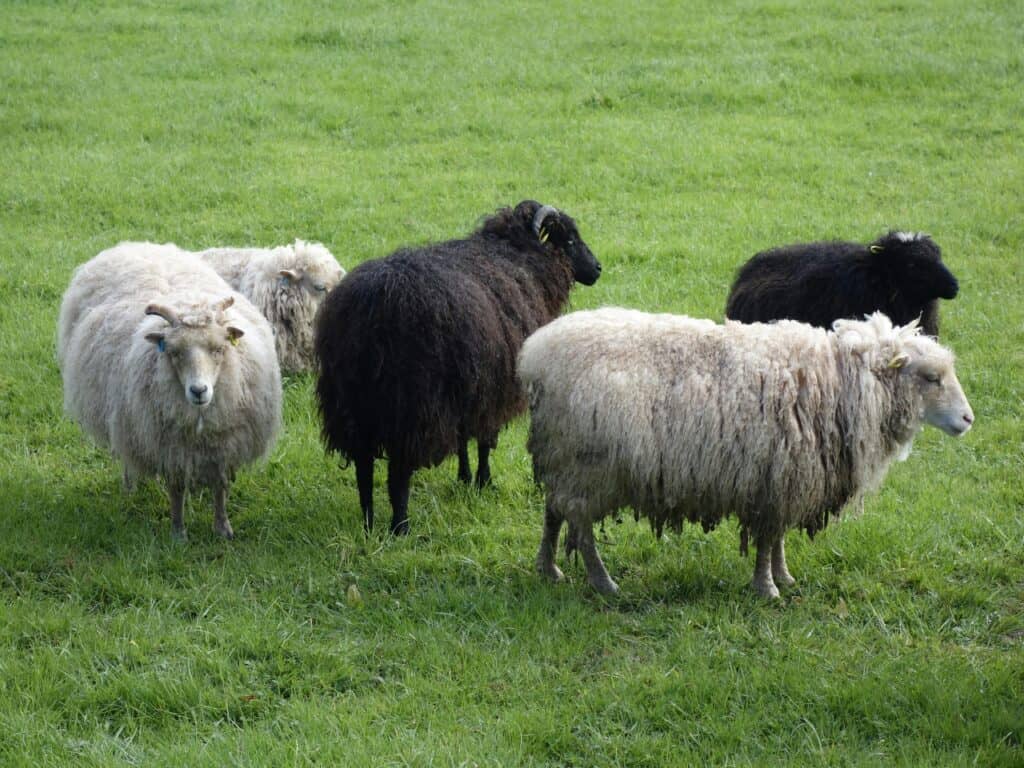 flock of white and black icelandic sheep