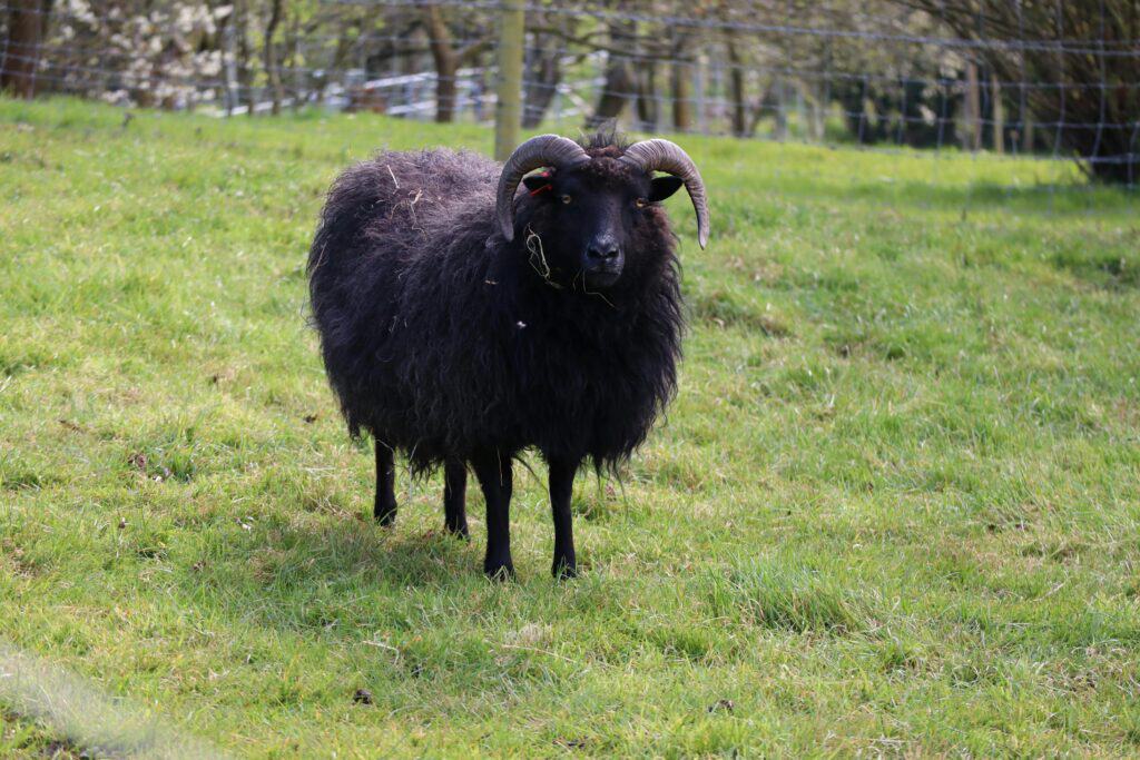 black sheep with dark curled horns
