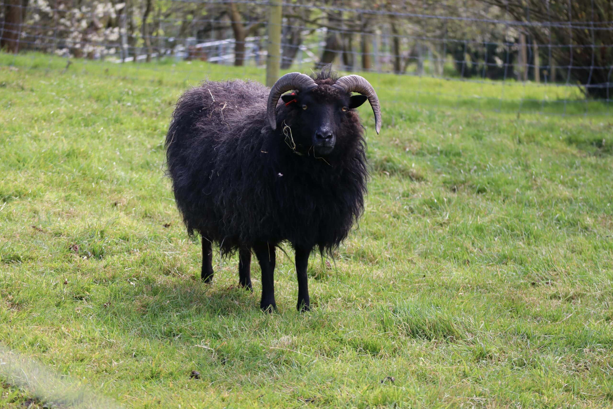 black sheep with dark curled horns
