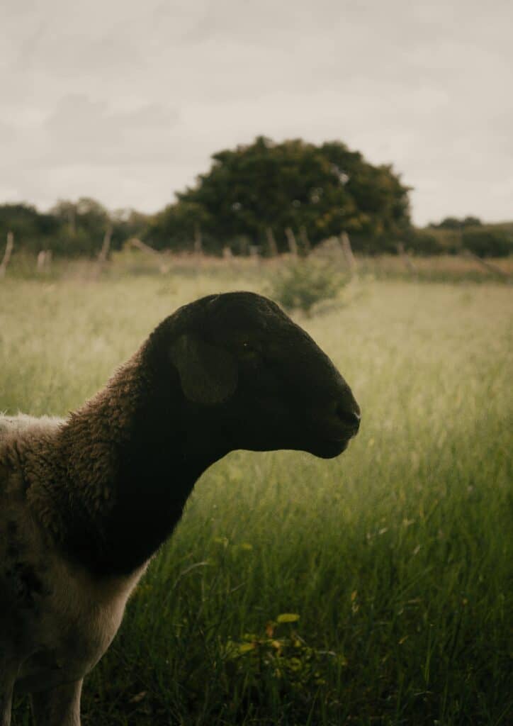 dorper sheep standing in a field, close up of their head looking to the right