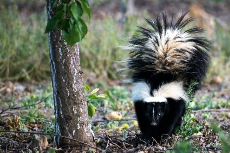 skunk next to a tree