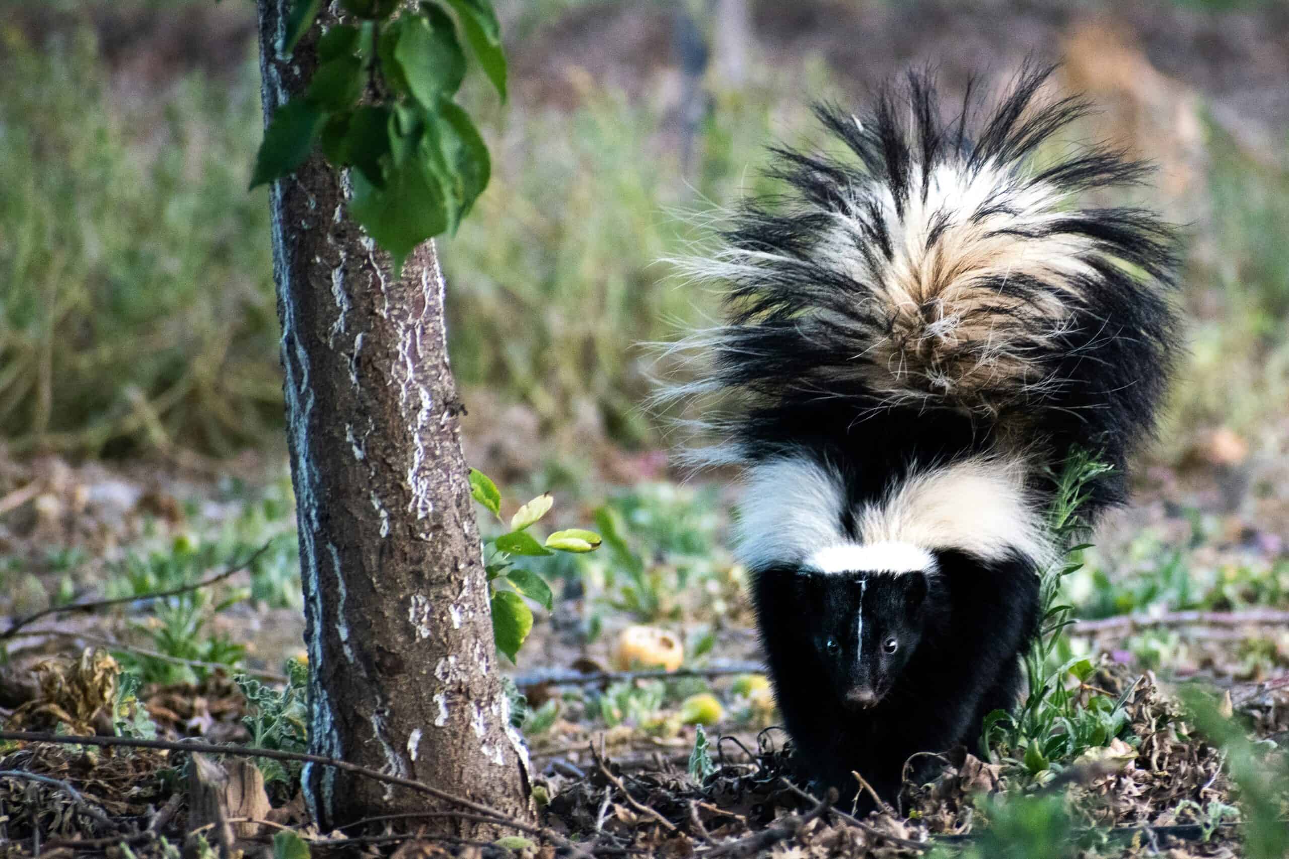 skunk next to a tree