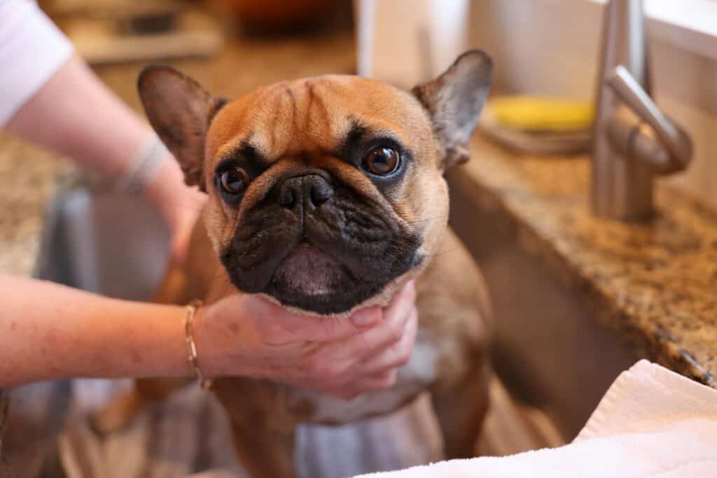 small french terrier standing in a kitchen sink getting a bath