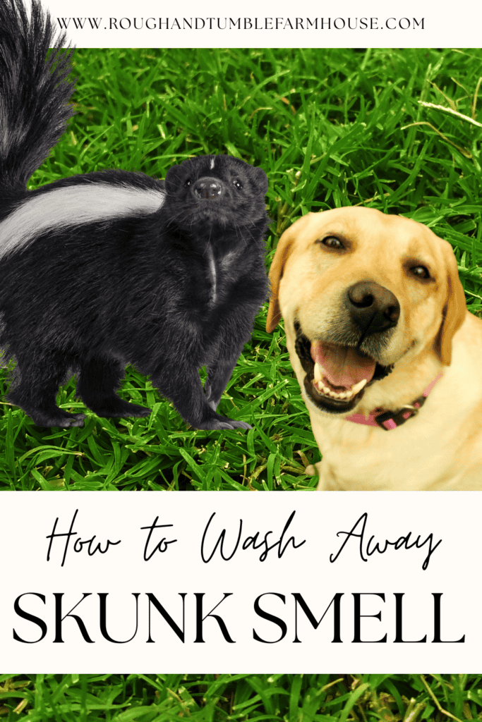 skunk next to a golden lab with a grass background that says how to wash away skunk smell 