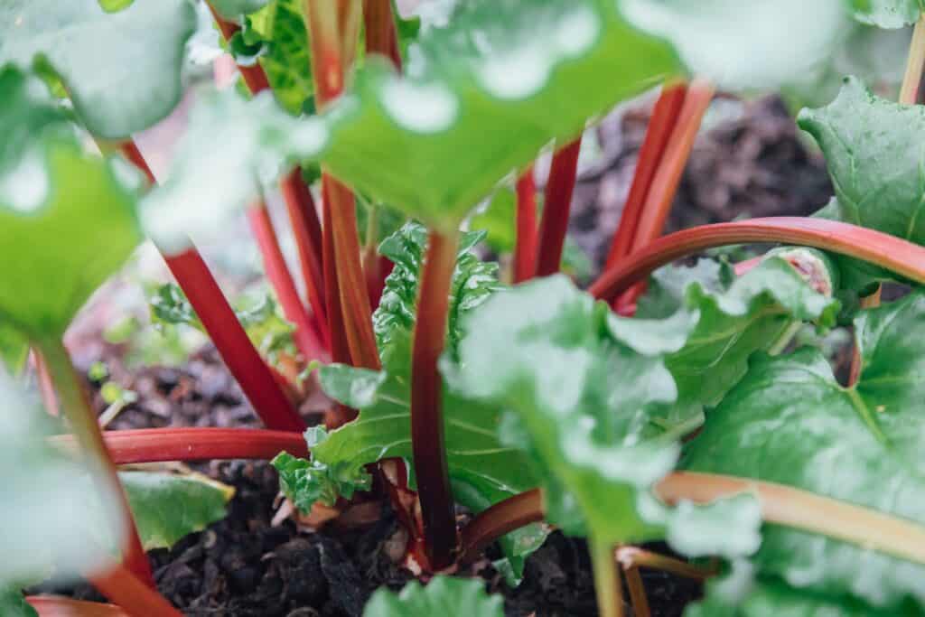 rhubarb plants up close