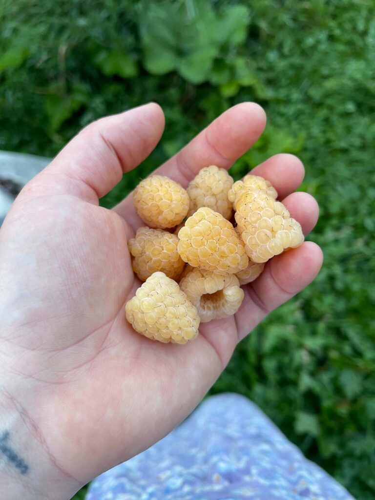 anne raspberries held in a hand rough and tumble farmhouse