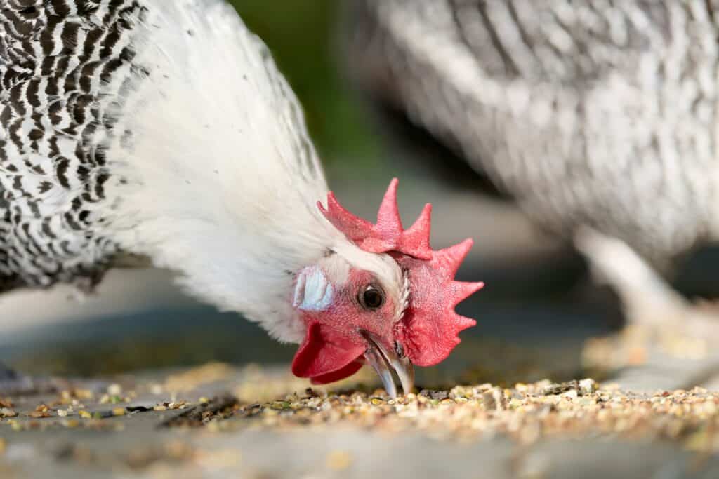 chicken eating grain rough and tumble farmhouse