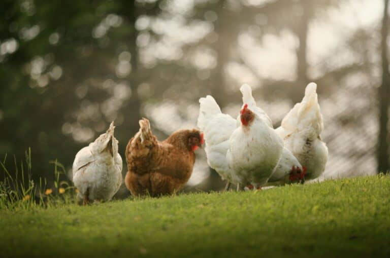 chickens in the grass rough and tumble farmhouse