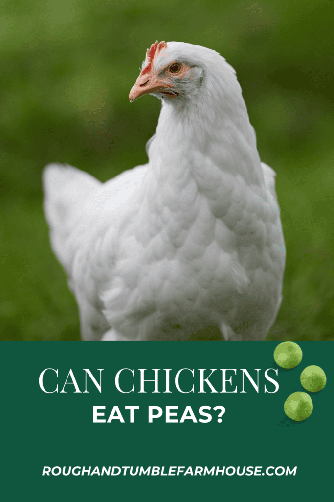 can chickens eat peas pinterest graphic rough and tumble farmhouse