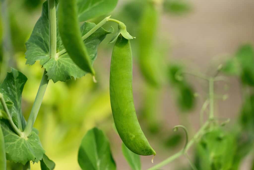 sweet pea hanging rough and tumble farmhouse