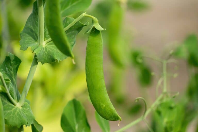 sweet pea hanging rough and tumble farmhouse