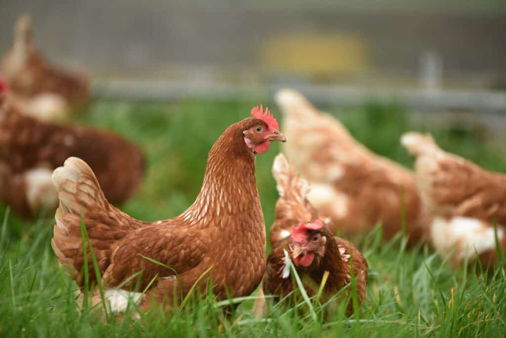 chickens grazing in grass rough and tumble farmhouse
